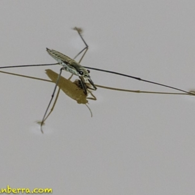 Aquarius antigone (Water strider, pond skater) at Stromlo, ACT - 28 Jan 2019 by JonSteinbeck
