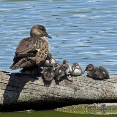 Anas gracilis (Grey Teal) at Fyshwick, ACT - 30 Jan 2019 by RodDeb