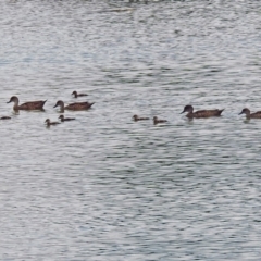 Anas gracilis (Grey Teal) at Fyshwick, ACT - 30 Jan 2019 by RodDeb