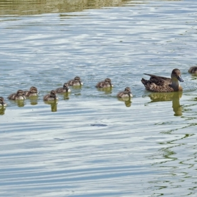 Anas gracilis (Grey Teal) at Fyshwick, ACT - 30 Jan 2019 by RodDeb