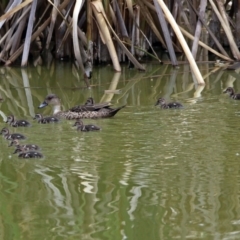 Anas gracilis at Fyshwick, ACT - 30 Jan 2019