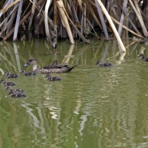 Anas gracilis at Fyshwick, ACT - 30 Jan 2019 01:10 PM