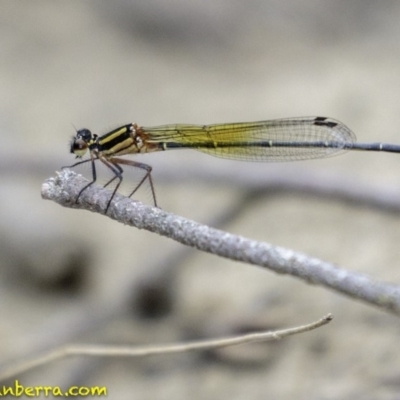 Nososticta solida (Orange Threadtail) at Stromlo, ACT - 28 Jan 2019 by JonSteinbeck