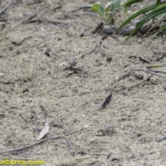 Nososticta solida at Stromlo, ACT - 28 Jan 2019 08:29 AM