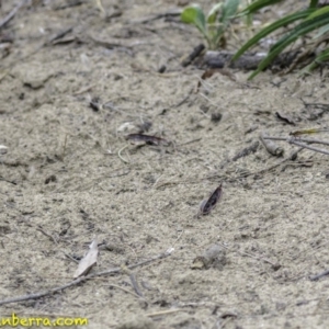 Nososticta solida at Stromlo, ACT - 28 Jan 2019