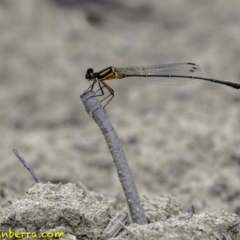 Nososticta solida at Stromlo, ACT - 28 Jan 2019 08:29 AM