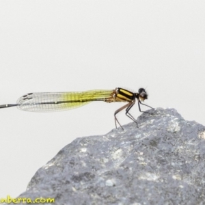 Nososticta solida at Stromlo, ACT - 28 Jan 2019 08:29 AM