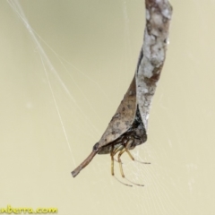 Phonognatha graeffei at Stromlo, ACT - 28 Jan 2019 07:49 AM