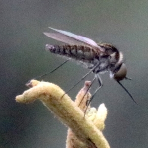 Geron sp. (genus) at Majura, ACT - 28 Jan 2019