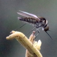 Geron sp. (genus) (Slender Bee Fly) at Majura, ACT - 28 Jan 2019 by jbromilow50