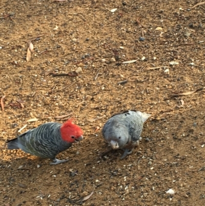 Callocephalon fimbriatum (Gang-gang Cockatoo) at O'Connor, ACT - 30 Jan 2019 by Phillip