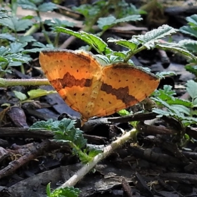 Chrysolarentia polyxantha (Yellow Carpet Moth) at Cotter River, ACT - 29 Jan 2019 by JohnBundock