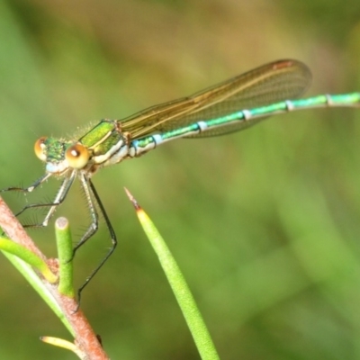 Austrolestes cingulatus (Metallic Ringtail) at Nimmo, NSW - 30 Jan 2019 by Harrisi