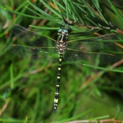 Synthemis eustalacta (Swamp Tigertail) at Nimmo, NSW - 30 Jan 2019 by Harrisi