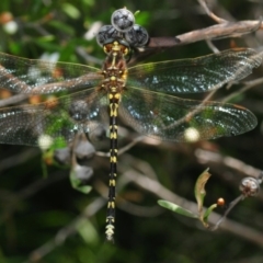 Synthemis eustalacta at Nimmo, NSW - 30 Jan 2019