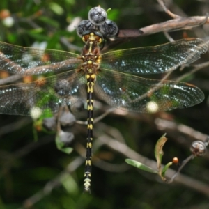 Synthemis eustalacta at Nimmo, NSW - 30 Jan 2019 02:32 PM