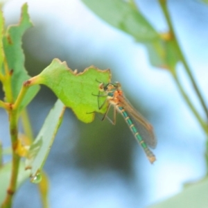 Austrolestes cingulatus at Nimmo, NSW - 30 Jan 2019