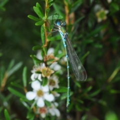 Austrolestes cingulatus (Metallic Ringtail) at Nimmo, NSW - 30 Jan 2019 by Harrisi