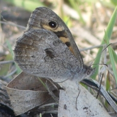 Geitoneura klugii (Marbled Xenica) at Rendezvous Creek, ACT - 29 Jan 2019 by SandraH