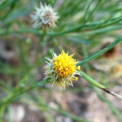 Calotis lappulacea (Yellow Burr Daisy) at Googong, NSW - 30 Jan 2019 by Wandiyali