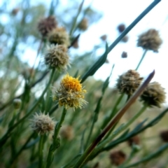 Calotis lappulacea at Googong, NSW - 31 Jan 2019 06:26 AM