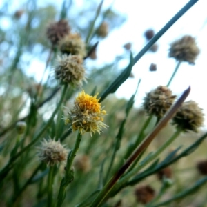 Calotis lappulacea at Googong, NSW - 31 Jan 2019