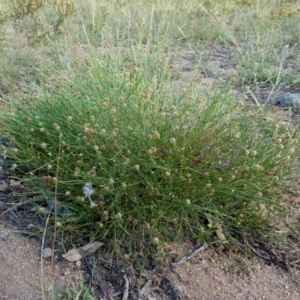 Calotis lappulacea at Googong, NSW - 31 Jan 2019