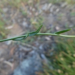 Calotis lappulacea at Googong, NSW - 31 Jan 2019