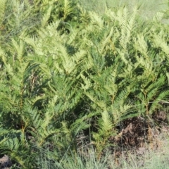 Pteridium esculentum (Bracken) at Bullen Range - 9 Jan 2019 by michaelb