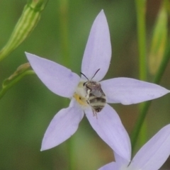 Lasioglossum (Chilalictus) sp. (genus & subgenus) (Halictid bee) at Pollinator-friendly garden Conder - 7 Jan 2019 by michaelb