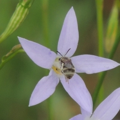 Lasioglossum (Chilalictus) sp. (genus & subgenus) (Halictid bee) at Conder, ACT - 7 Jan 2019 by MichaelBedingfield