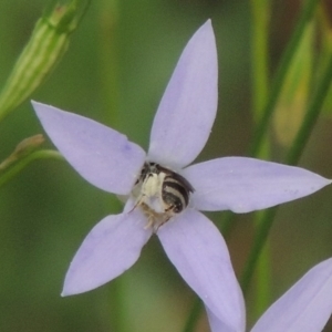 Lasioglossum (Chilalictus) sp. (genus & subgenus) at Conder, ACT - 7 Jan 2019 05:52 PM