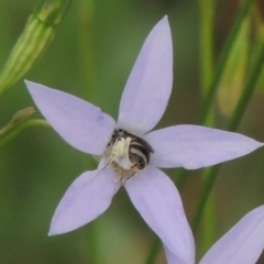 Lasioglossum (Chilalictus) sp. (genus & subgenus) at Conder, ACT - 7 Jan 2019