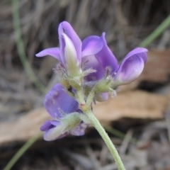 Swainsona sericea (Silky Swainson-Pea) at Bullen Range - 9 Jan 2019 by michaelb