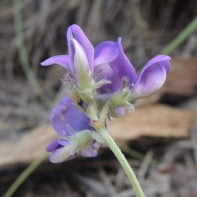 Swainsona sericea (Silky Swainson-Pea) at Bullen Range - 9 Jan 2019 by michaelb