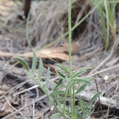 Swainsona sericea at Greenway, ACT - 9 Jan 2019 05:28 PM