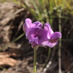 Swainsona sericea at Greenway, ACT - 9 Jan 2019 05:28 PM