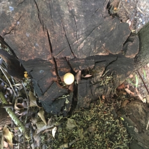 Entoloma sp. at Hughes, ACT - 29 Jan 2019 03:00 PM