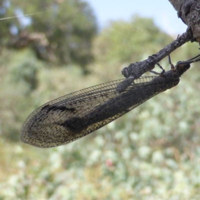 Glenoleon meteoricus (Patch-wing Glenoleon) at Symonston, ACT - 30 Jan 2019 by Mike