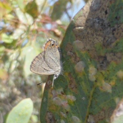 Acrodipsas myrmecophila (Small Ant-blue Butterfly) at Symonston, ACT by Mike