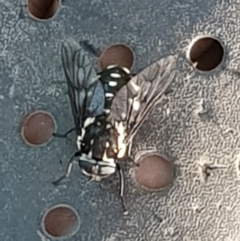 Triclista guttata (March or Horse Fly) at Surf Beach, NSW - 31 Jan 2019 by Suemeade