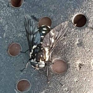 Triclista guttata at Surf Beach, NSW - 31 Jan 2019 07:37 AM