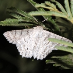 Crypsiphona ocultaria (Red-lined Looper Moth) at Mount Ainslie - 30 Jan 2019 by jb2602