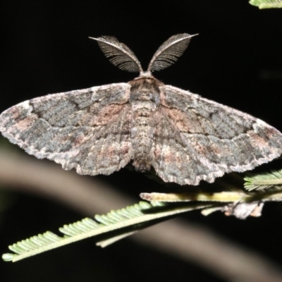 Pholodes sinistraria (Sinister or Frilled Bark Moth) at Ainslie, ACT - 30 Jan 2019 by jbromilow50