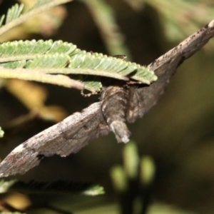 Pholodes sinistraria at Ainslie, ACT - 30 Jan 2019 09:34 PM