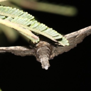 Pholodes sinistraria at Ainslie, ACT - 30 Jan 2019