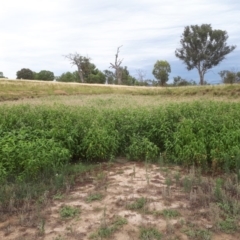 Persicaria lapathifolia (Pale Knotweed) at Dunlop, ACT - 28 Jan 2019 by purple66