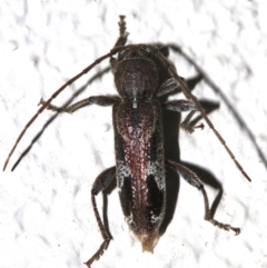 Phacodes personatus at Ainslie, ACT - 30 Jan 2019 09:53 PM