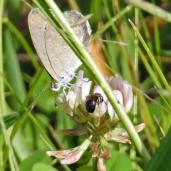 Unidentified Bee (Hymenoptera, Apiformes) at Gordon, ACT - 30 Jan 2019 by RodDeb