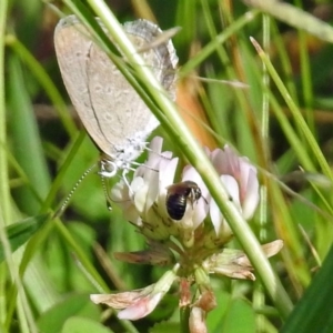 Apiformes (informal group) at Gordon, ACT - 31 Jan 2019 10:10 AM